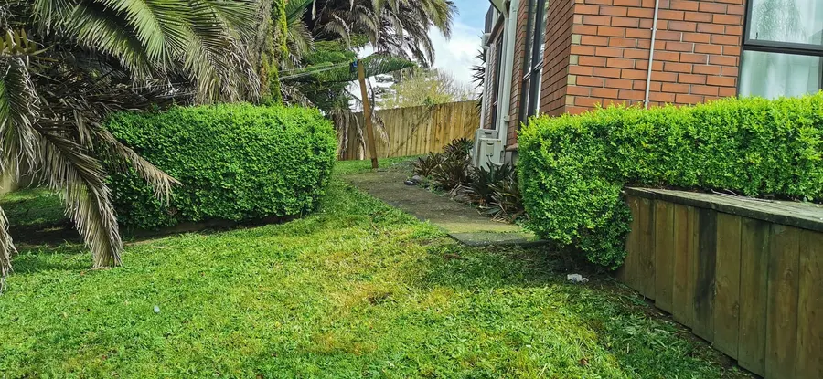 Freshly cut backyard lawn between rounded hedges and a palm