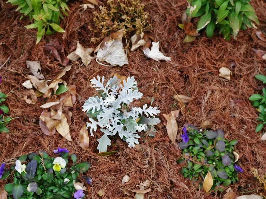 Garden bed covered in fresh pine straw mulch with young plants