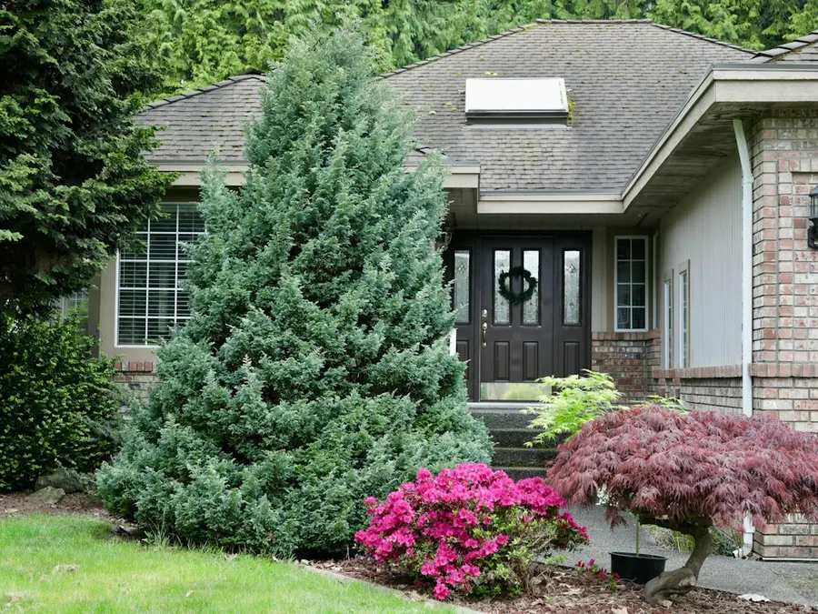 Landscaped front yard with shrubs, azaleas and a Japanese maple by a brick home