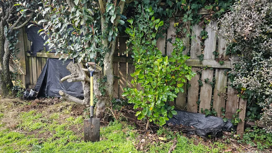 Weedy garden bed along a fence being cleared